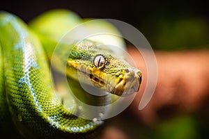A close-up view of a green tree python slithering on a tree sleeping eyes dof sharp focus space for text macro reptile jungle