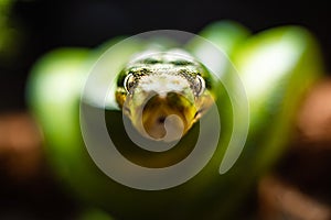 A close-up view of a green tree python slithering on a tree sleeping eyes dof sharp focus space for text macro reptile jungle