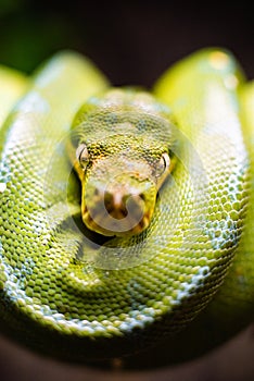 A close-up view of a green tree python slithering on a tree sleeping eyes dof sharp focus space for text macro reptile jungle