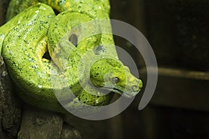 Close-up view of a green tree python in thailand.