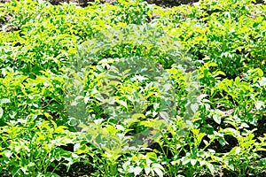 Close-Up View Of The Green Vernal Sprouts Of Potato Plant Or Solanum Tuberosum Growing On Plantation In Spring Summer