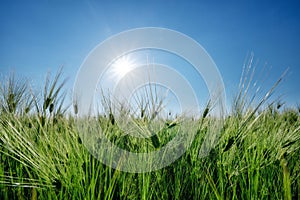 Close-up view of a green wheat field under a blue sky