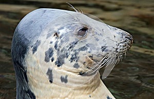 Close-up view of a Grey seal (Halichoerus grypus) photo