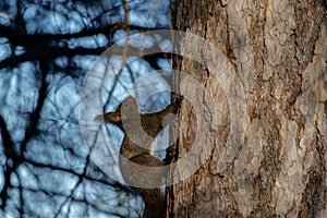 Close-up view of a grey squirrel posing on a tree