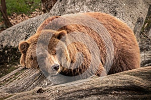 Close-up view of a grizzly bear resting on the fallen tree