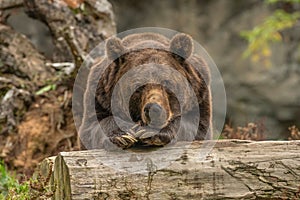 Close-up view of a Grizzly bear resting on a wooden log with a cute look on its face