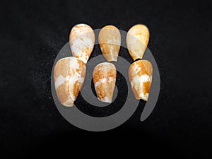 A group of brown cone shells