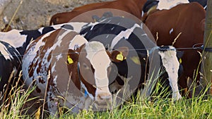 Close up view of group of cute cows isolated.