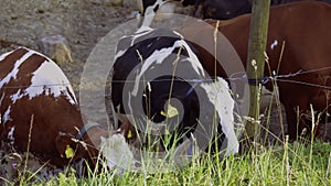 Close up view of group of cute cows isolated.