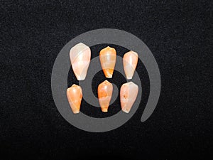 A group of pink and orange Cone Shells