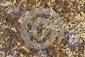a group of tiny frog tadpoles in a shallow puddle .