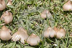 A close up view of a group wild brown mushrooms growing and pushing through the green grass in an outdoor garden