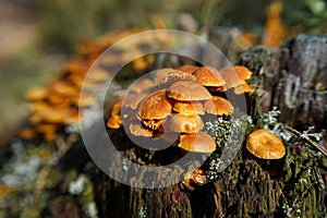 Close up view of the group of Xeromphalina campanella mushroom photo