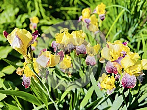 Close up view of group yellow and purple bearded iris flowers during blooming