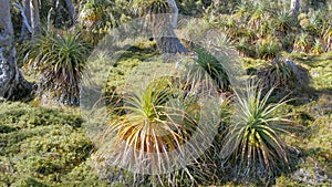 Close up view of a grove of young pandani plants