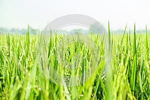 Close up view of growth organic jasmine rice field in the summer morning at countryside in Thailand