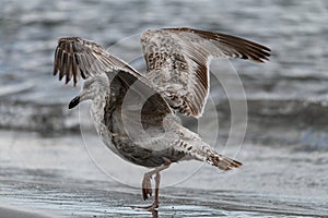 Close-up view of gull with outspread wings walking on the beach against blurred background.