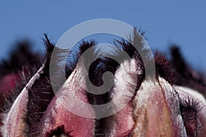 Close up view of the hairs on a Protea flower