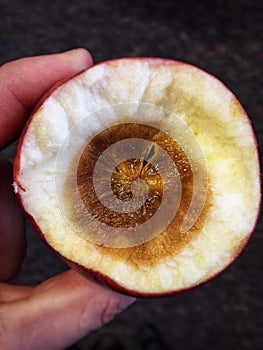 A close up view of hand holding a rotten apple. The top half is cut off so you can see the inside of the brown rotten core
