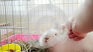 Close up view , hand stoking fluffy white rabbit