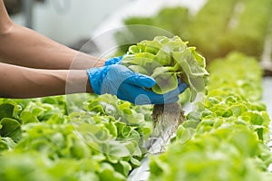 Close up view hands of farmer picking lettuce in hydroponic greenhouse photo