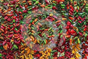 Close up view of hanging hot dried chili peppers on the local farmers market Mercado dos Lavradores in Funchal Madeira