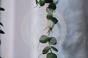 Close up view of hanging vine of String of Nickels, Dischidia Nummularia.