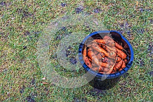 Close-up view of harvested carrots in a plastic bucket on an autumn day.