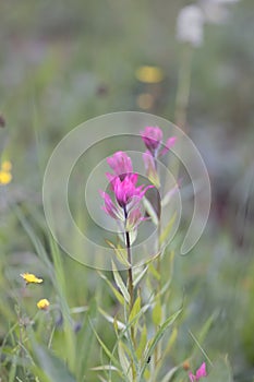 Hayden`s paint brush flower, Grows in Colorado rocky mountains