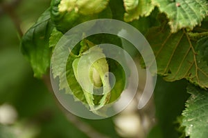 A close-up view of the hazelnut photo