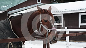 Close up view of head of beautiful horse in bridle. Horse at ranch