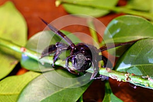 Close-up view of head of black hornet macro bumble