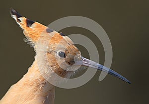 Close up view of a head of hoopoe
