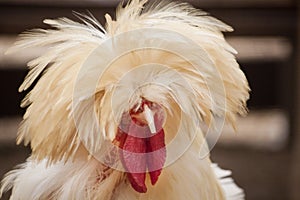 Polish frizzle chicken photo