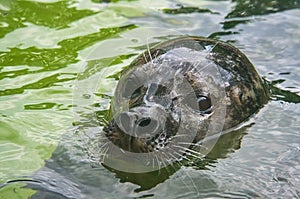 close-up view of the head of a sea seal at the berlin zoo