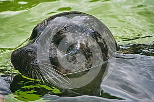 close-up view of the head of a sea seal at the berlin zoo