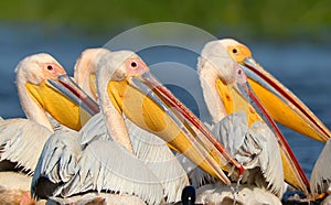 Close up view of a head of white pelicans