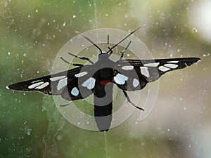 Heady Maiden Moth on window