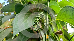 Close up view of healthy black pepper.