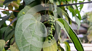 Close up view of healthy black pepper.