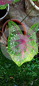 Close up view Heart of jesus or Angel wings or Caladium bicolor leaves shape.