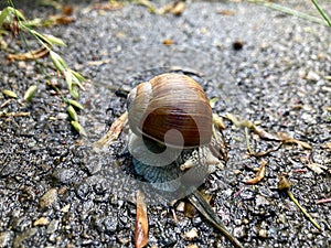 Close up view of a Helix Pomatia snail in Switzerland