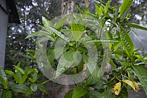 Close-up view of herbal leaves Justicia adhatoda, commonly known in English as Malabar nut, adulsa, adhatoda, vasa, vasaka, is a