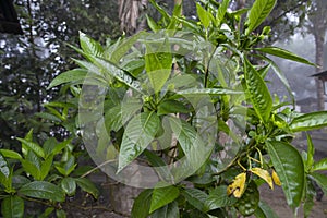 Close-up view of herbal leaves Justicia adhatoda, commonly known in English as Malabar nut, adulsa, adhatoda, vasa, vasaka, is a