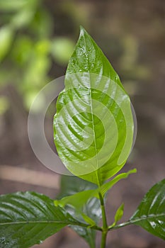 Close-up view of herbal leaves Justicia adhatoda, commonly known in English as Malabar nut, adulsa, adhatoda, vasa, vasaka, is a