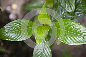 Close-up view of herbal leaves Justicia adhatoda, commonly known in English as Malabar nut, adulsa, adhatoda, vasa, vasaka, is a