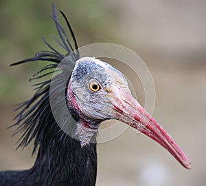 Close-up view of a Hermit Ibis