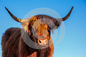 Close up view of Highland cattle portrait - ancient scottish cows breed, grazing in Slovakia Tatra mountains