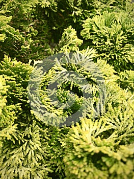 Close up view of Hinoki cypress. Vertical photo image. photo