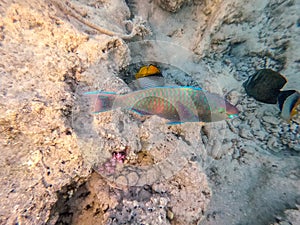 Close up view of Hipposcarus longiceps or Longnose Parrotfish (Hipposcarus Harid) at coral reef photo